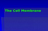 The Cell Membrane. Animal Cell Plant Cell Prokaryotic Cell: Bacteria