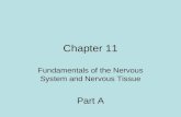 Chapter 11 Fundamentals of the Nervous System and Nervous Tissue Part A.