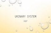 URINARY SYSTEM A&P. URINARY SYSTEM AKA EXCRETORY SYSTEM REMOVES WASTES & EXCESS WATER MAINTAIN ACID-BASE BALANCE HELPS MAINTAIN BODY’S HOMEOSTASIS.