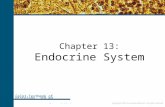 Copyright 2007 by Saunders/Elsevier. All rights reserved. Chapter 13: Endocrine System Color Textbook of Histology, 3rd ed. Gartner & Hiatt Copyright 2007