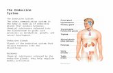 The Endocrine System The other communication system in the body—is made up of endocrine glands that produce hormones, chemical substances released into.