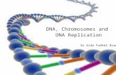 DNA, Chromosomes and DNA Replication Dr.Aida Fadhel Biawi.