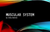 MUSCULAR SYSTEM by: Riley Hamilton. MUSCLE MOVEMENT Involuntary- Automatically move without you knowing. Voluntary- Brain sends message to muscle. You.