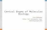 Central Dogma of Molecular Biology From Wikipedia  Edited by Jungho Kim.