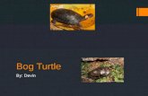 Bog Turtle By: Devin. Biome, Ecosystem, And Habitat  The Bog Turtle’s Biome, Ecosystem, or Habitat is Eastern U.S.  They live in bogs, marshlands, and.