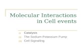 Molecular Interactions in Cell events (i) Catalysis (ii) The Sodium-Potassium Pump (iii) Cell Signalling.