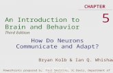 An Introduction to Brain and Behavior Third Edition CHAPTER How Do Neurons Communicate and Adapt? 5 PowerPoints prepared by: Paul Smaldino, UC Davis, Department.
