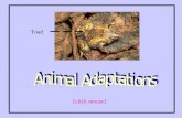 Toad [click mouse]. How are animals able to survive in the wild? Animals have certain adaptations that help them to survive. [click mouse]