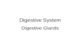 Digestive System Digestive Glands. Components of Digestive Glands Small digestive glands: found in the wall of digestive tract Accessory glands (large.