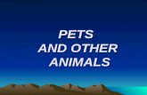 PETS AND OTHER ANIMALS. Look at the pictures and answer the questions :  What animals can you see in the pictures?  What size are they?  Where do they.