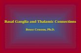 Basal Ganglia and Thalamic Connections Bruce Crosson, Ph.D.