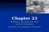 Chapter 23 Sulfates, phosphates and related minerals Apatite as a biogenic mineral.