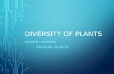 DIVERSITY OF PLANTS DOMAIN – EUKARYA KINGDOM - PLANTAE.