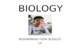 BIOLOGY MUHAMMAD FIKRI RIZALDI 14. ROOT STEM LEAF FLOWER FRUIT SEED.