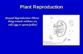 Plant Reproduction Asexual Reproduction: Plants being remade without sex cells (egg or sperm/pollen)