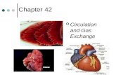 Chapter 42 Circulation and Gas Exchange. Circulation system evolution, I Gastrovascular cavity (cnidarians, flatworms) Open circulatory hemolymph (blood.