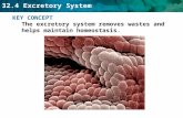32.4 Excretory System KEY CONCEPT The excretory system removes wastes and helps maintain homeostasis.