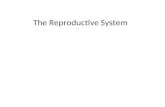 The Reproductive System. The female reproductive system produces female gametes (eggs), provides a receptacle for male gametes (sperm), and provides structures.