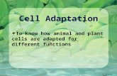 Cell Adaptation D. Crowley, 2007 To know how animal and plant cells are adapted for different functions.
