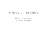Energy in Ecology How is energy transferred?. Watch in intro clip… Note what the video clip says about the following: – Food chains – Food webs – Trophic.
