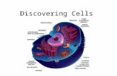 Discovering Cells. Cell Pronunciation: (How to say it) [Sel] Definition: Basic organizational unit of structure (how it’s built) and function (how it.