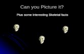 Can you Picture it? Plus some interesting Skeletal facts.