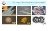 Key players of the phytoplankton communities 5 µm 50 µm 0.5 µm50 µm
