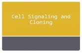 Cell Signaling and Cloning. How do cells differentiate? Determination 1. When a cell “chooses” a particular fate. 2. Happens via cell signaling or asymmetrical.