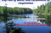 Key role of water and carbonates in respiration V. Voeikov N. Vilenskaya, S. Malishenko, K. Novikov Faculty of Biology Lomonosov Moscow State University.