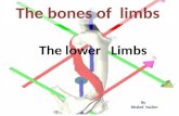 The bones of limbs The lower Limbs By Khaled Na3im.