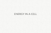 ENERGY IN A CELL. AUTOTROPHS – USE ENERGY TO MAKE THEIR OWN FOOD – EXAMPLES INCLUDE… PLANTS, GREEN ALGAE, AND SOME BACTERIA AUTOTROPHS – USE ENERGY TO.