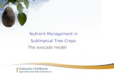 Nutrient Management in Subtropical Tree Crops The avocado model.