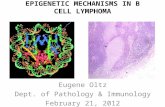 EPIGENETIC MECHANISMS IN B CELL LYMPHOMA Eugene Oltz Dept. of Pathology & Immunology February 21, 2012.