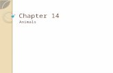 Chapter 14 Animals. Section 1: Objectives Describe the difference between vertebrates and invertebrates. Describe the five characteristics that all animals.