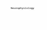 Neurophysiology. 1.Principles of neurophysiology  The function of neurons  Synaptic transmission 2. The functions of nervous system  Sensory function.