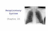 Respiratory System Chapter 23. Respiration Overview.