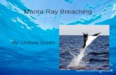 Manta Ray Breaching By: Lindsey Green.. How I Got Started Georgia Aquarium Internship –Alex: Mentor –Designed proposal based on needed research information.
