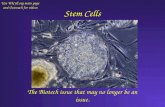 Stem Cells The Biotech issue that may no longer be an issue. Use WiCell.org main page and Outreach for videos.