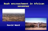 Bush encroachment in African savannas David Ward.