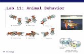 AP Biology Lab 11: Animal Behavior. AP Biology Lab 11: Animal Behavior  Description  set up an experiment to study behavior in an organism  Betta fish.