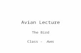 Avian Lecture The Bird Class - Aves. Passerine –three toes forward, one back (more than half bird species) – the most fragile Psittacine –two toes forward,