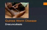Guinea Worm Disease Dracunculiasis http:// sph.bu.edu/otlt/MPH-Modules/PH/PH709_B_Competition/PH709_B_Competition7.html.
