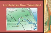 Loxahatchee River Watershed Overview 1 st river in Florida designated as a National Wild & Scenic River 1 st river in Florida designated as a National.
