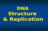 DNA Structure & Replication. Overview DNA Structure