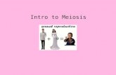 Intro to Meiosis. What is it? Who does it? Where does it happen? Why does it happen? Why is a different process needed? Meiosis Making sex cells (sperm.