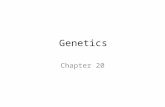 Genetics Chapter 20. Genetics  Study of HEREDITY  Traits that are passed from parent  offspring  Sexual Repro.  2 parents, offspring is a combo.