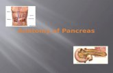 Anatomy of Pancreas.  Identify location of the Pancreas  Recognize important anatomical relations to the pancreas  Identify different parts of the.