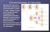 Chromosomes & Heredity Mendel did not know about the existence of chromosomes in cells. In 1902, Walter Sutton and Theodor Boveri recognized the relationship.