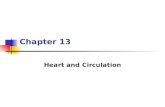 Chapter 13 Heart and Circulation. Functions of the Circulatory System Transportation: Respiratory: Transport 0 2 and C0 2. Nutritive: Carry absorbed digestion.