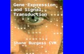 Burgess sept 2002 compubiol Gene Expression and Signal Transduction Shane Burgess CVM